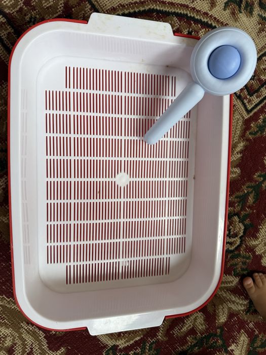 Britansky toza qon mushukcha