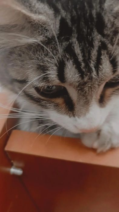 Очень красивый котенок