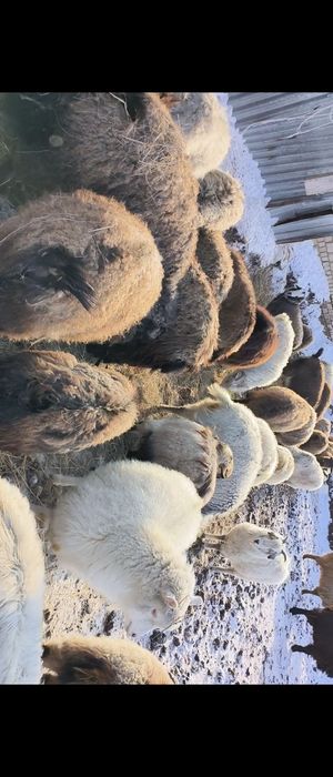 Ешкі сатылады. Козы.