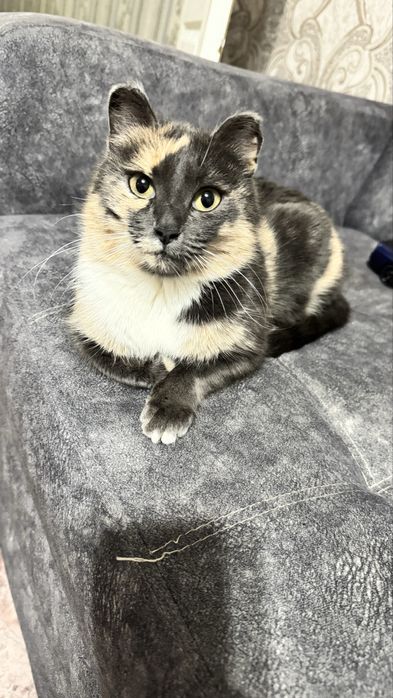Молодая кошка ищет дом