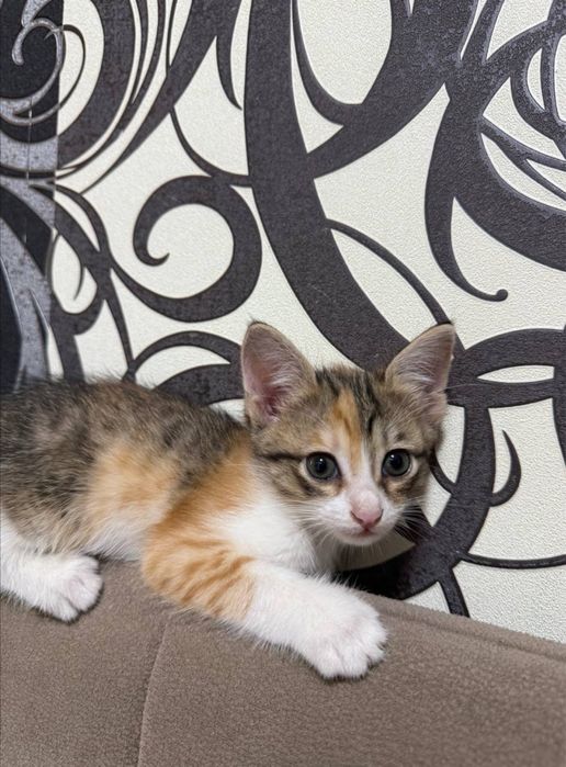 Домашние котята