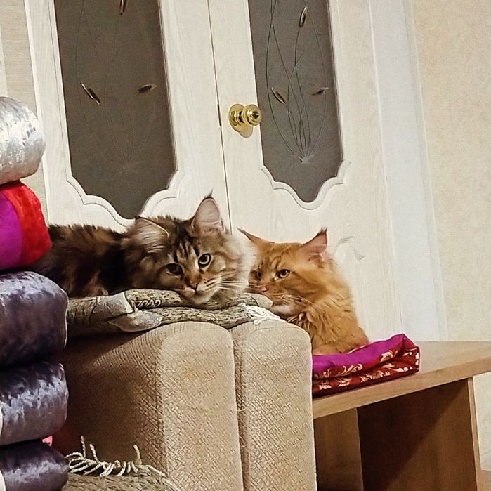 Мейн Кун котенок