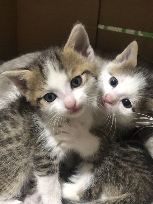 отдам в добрые руки