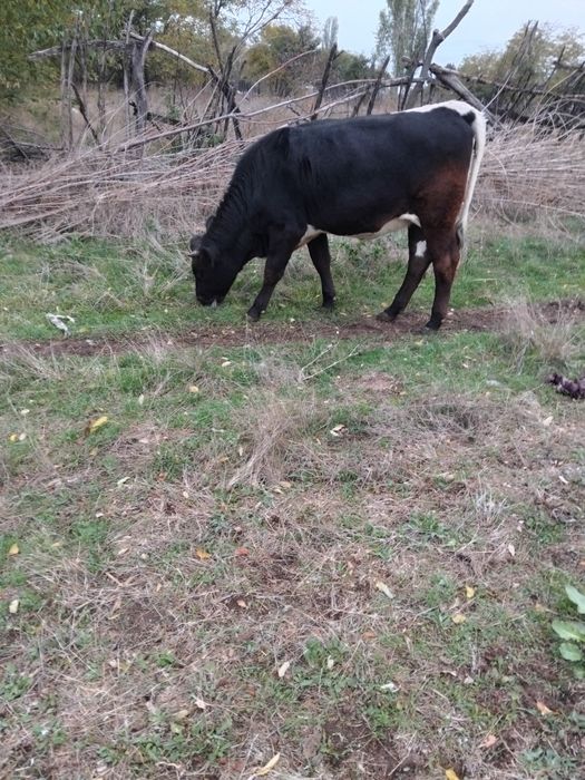 Vand viţea! Detalii la tel