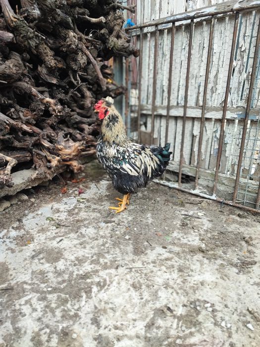 Cocos moțat bărbos metis wyandotte+ puica wyandotte