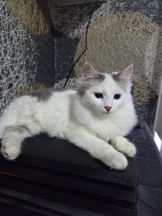 Киса  в добрые ручки.