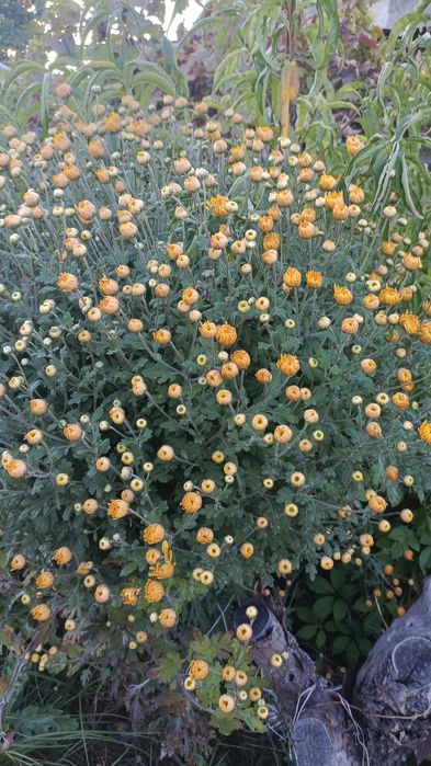 Хризантемы на срезку