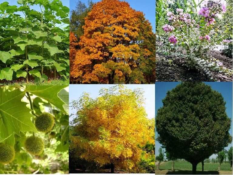 Манзарали дарахт кучатлари