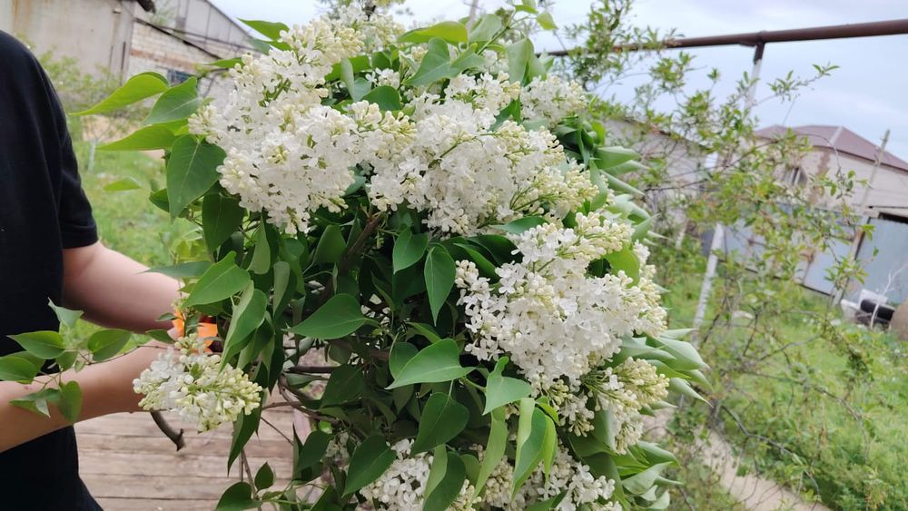 Нежные ароматные букеты сирени