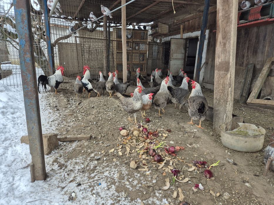 Oua italiene si Leghorn Alb