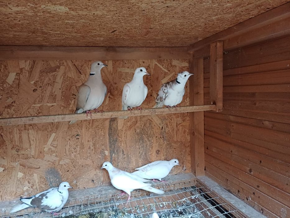 Turturele râzatoare