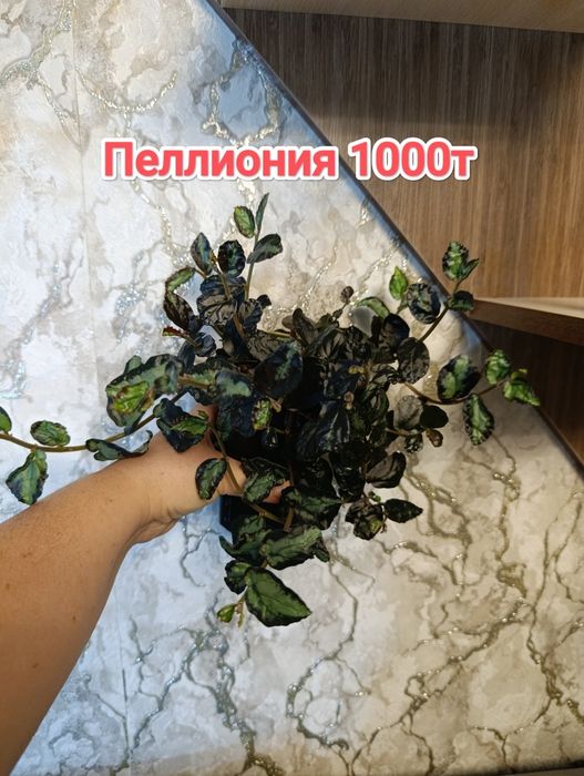 Комнатные растения кжби