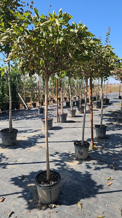 Acer platanoides- Acer crimson king- Tei de floare - Catalpa globulara