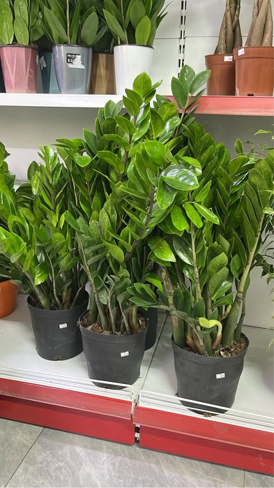 Долларовое дерево