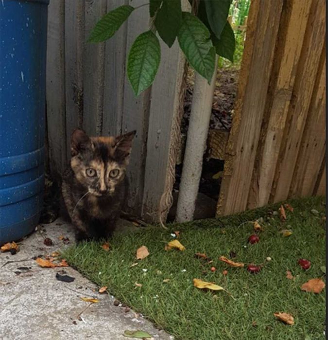 Ofer spre adoptie o pisicuta de 4 luni, dulce si iubitoare