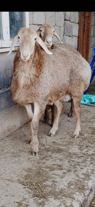 Арашан тоқты кошкарлар