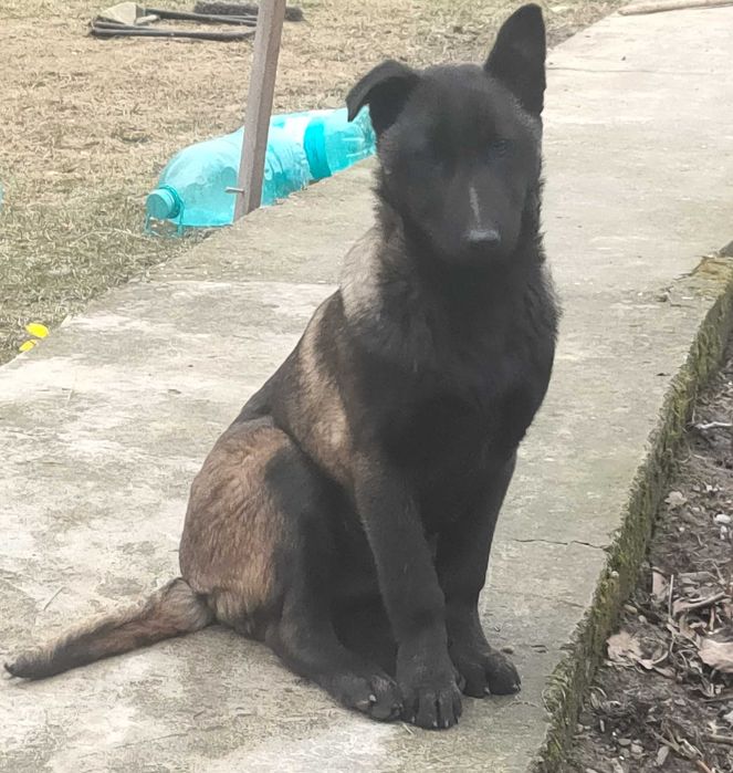 Donez ciobănesc belgian malloins