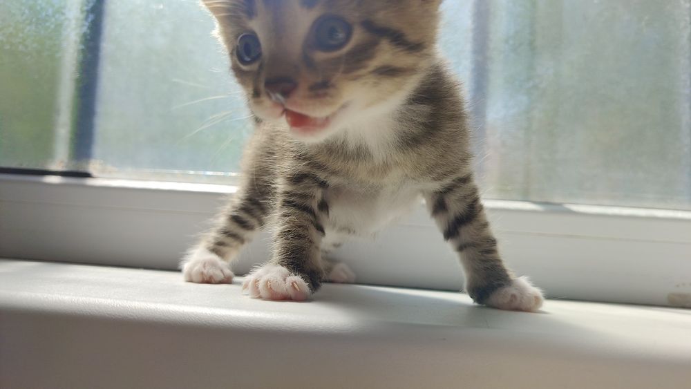 Отдам 2 котят бесплатно