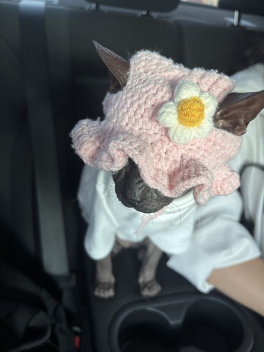 Сфинкс Донской кошка