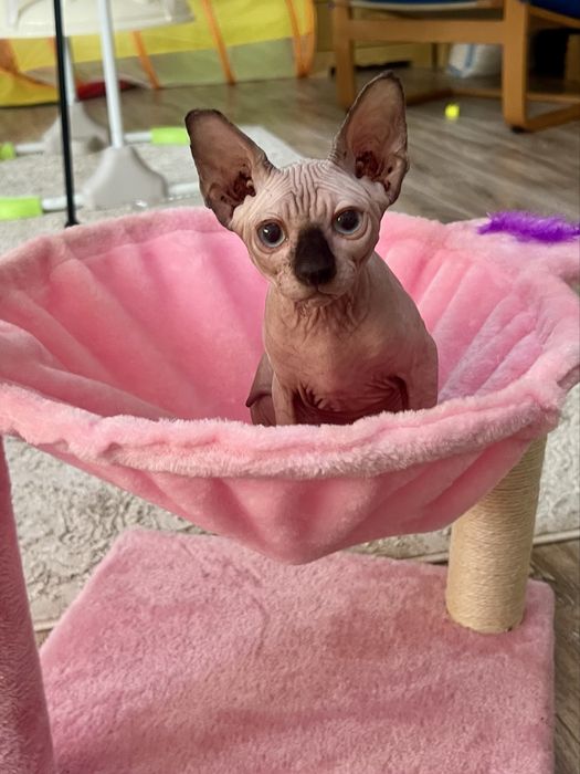 Sphynx cu pedigree si teste