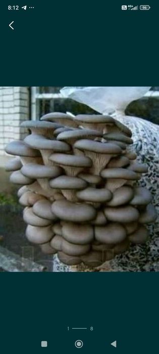 Семена Грибов Вешинки. Ка 17