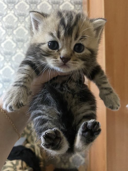 Продам котят скоттиш-страйд