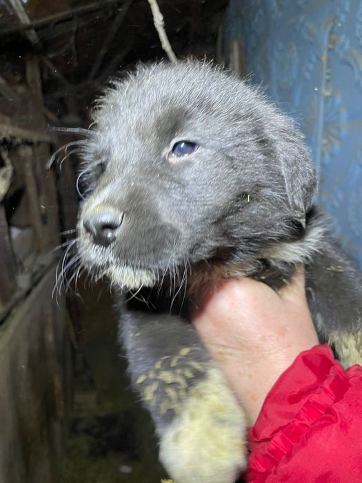 Щенки алабая 1.5 месяца