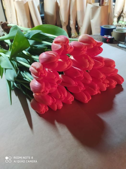 Оптом  тюльпаны и розницу