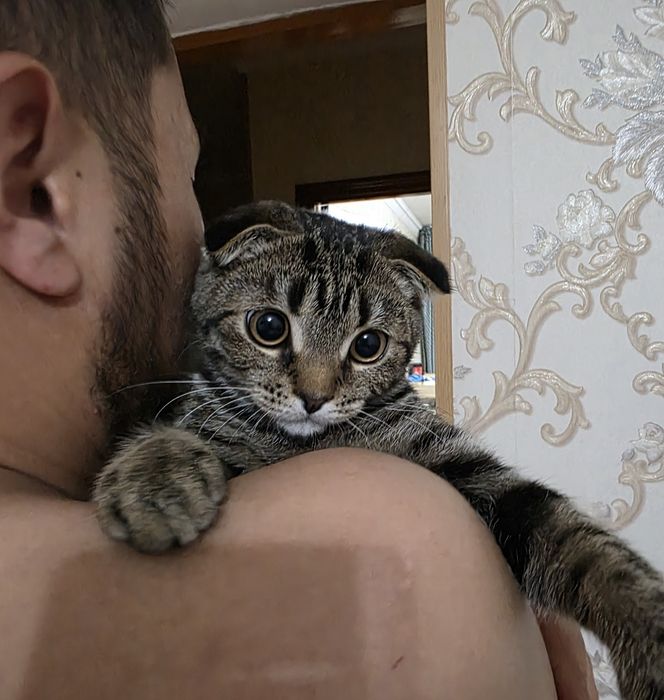 Продается Котенок 4 мес Вислоухи
