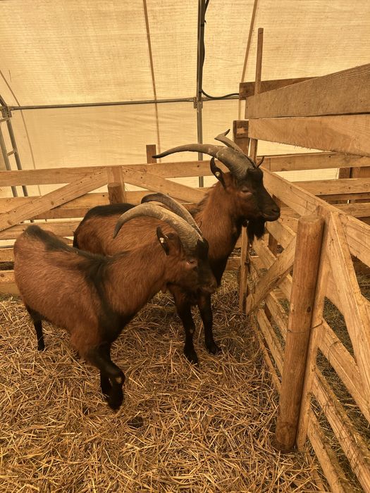 Vand 2 Tapi Alpini Francezi