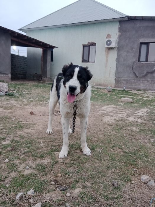 Алабай 1,5 жасар еркек