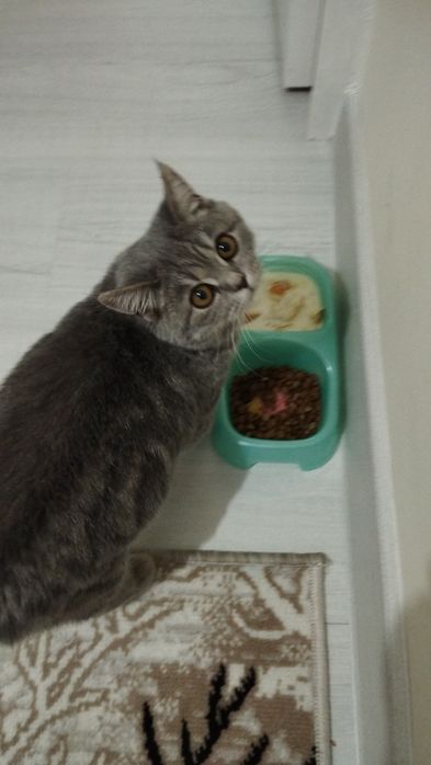 Кошка 6 месетцов