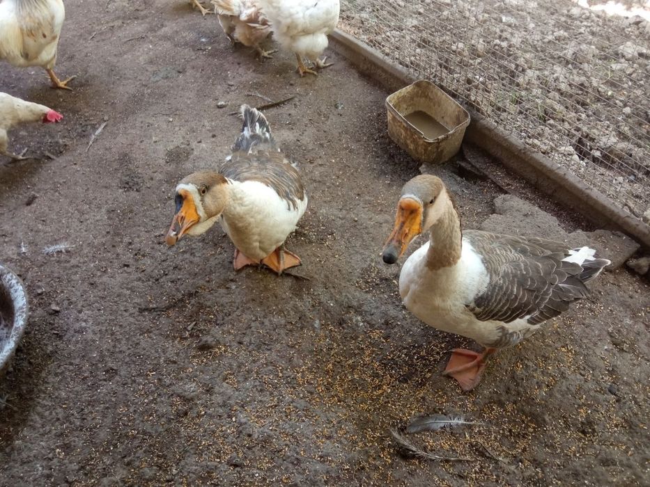 Продам своих домашних гусей