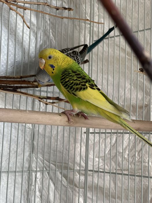 Волнистый попугай