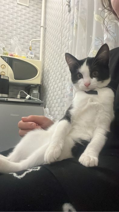 Отдам кошечку в добрые ручки