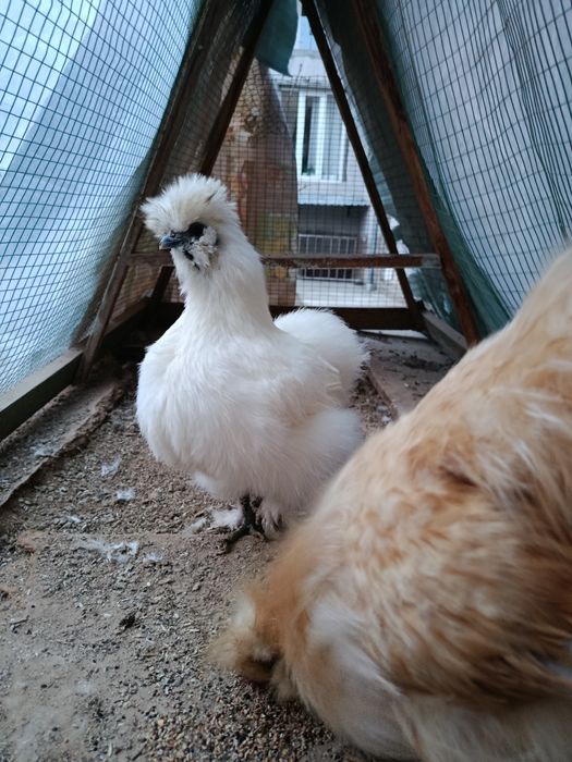 Yapon paroda  1 para