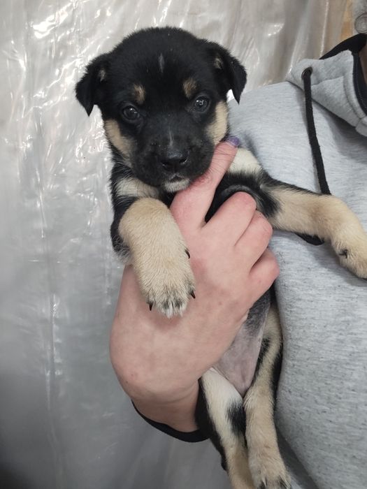 Щенки Даром Срочно!