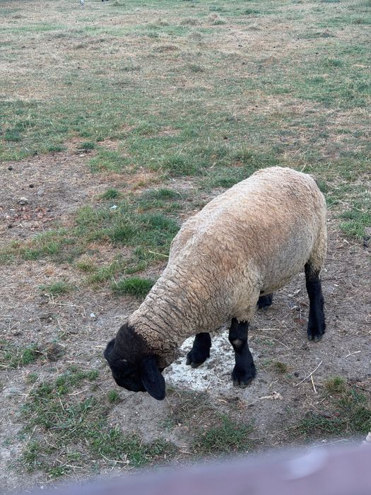 Oi Suffolk de vanzare