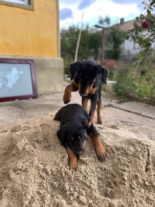 Ротвайлери на 4 месеца!