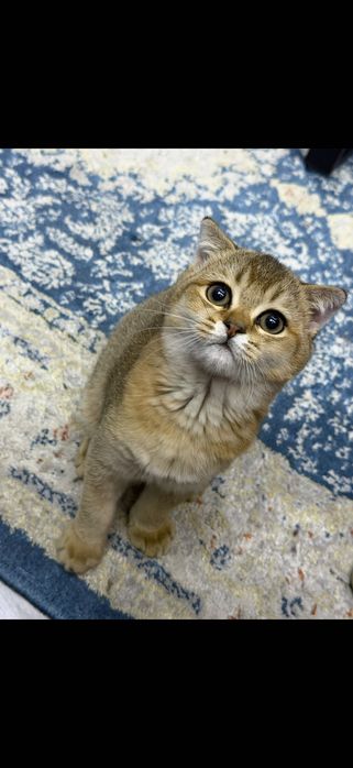 Кот золотая Шиншила