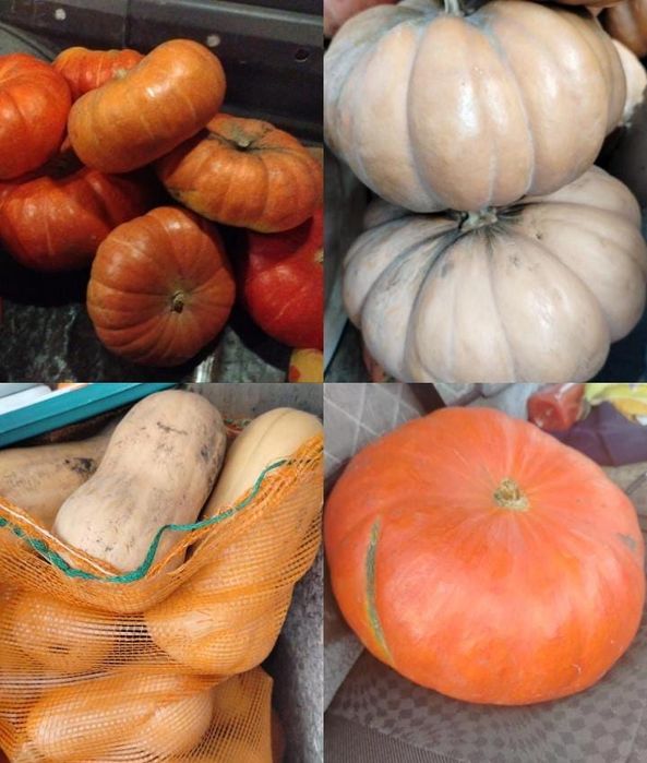 Продам домашнюю тыкву