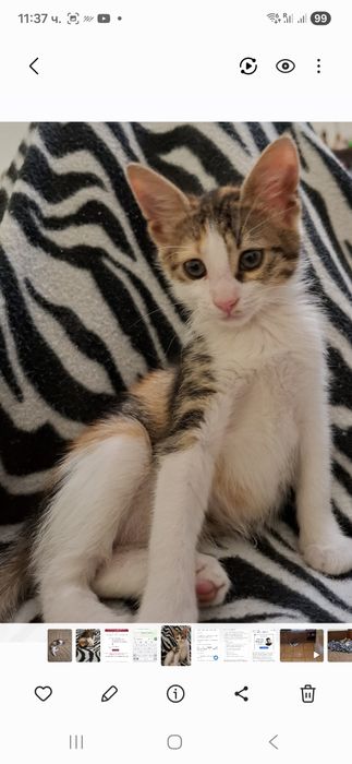 Подарявам малко женско коте