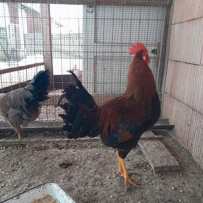 Găini Brahma si Wyandotte