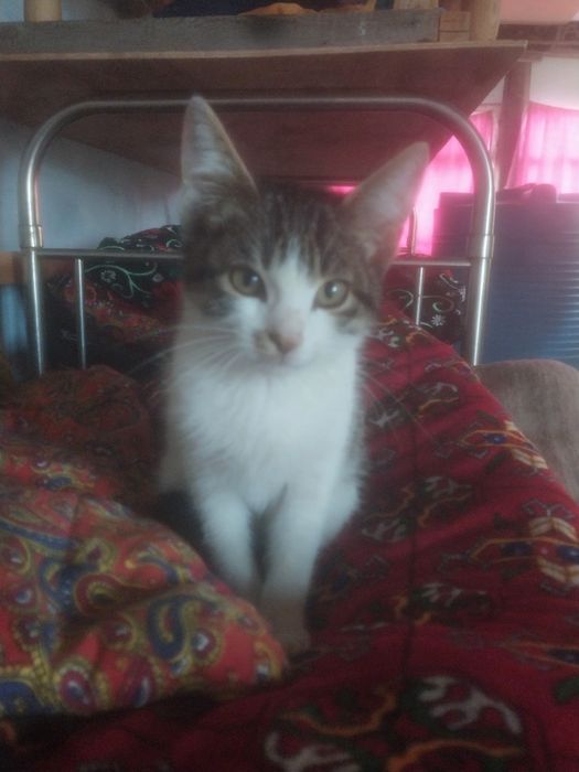 Заберите котят / кот