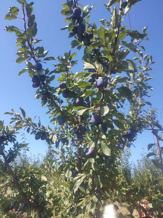 Prune de vanzare