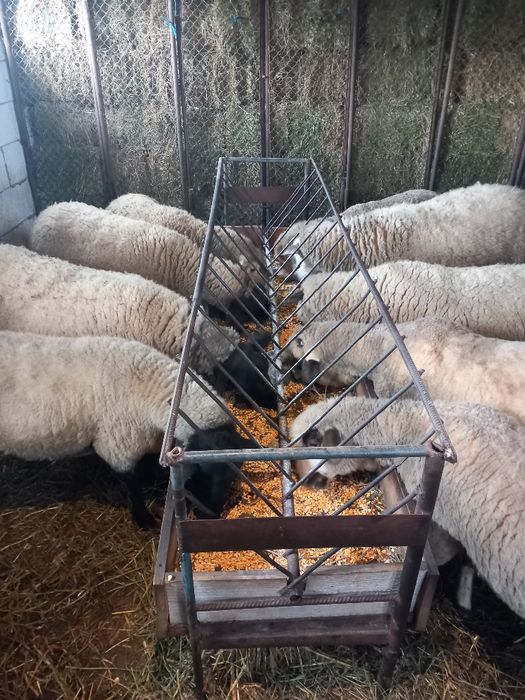 Vind 5 oi gestație și 4 mioare.