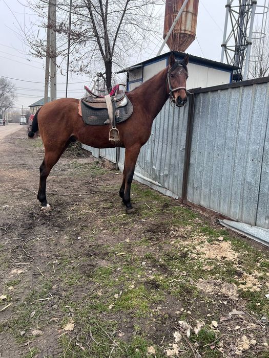 Лошадь Айгыр Жылкы