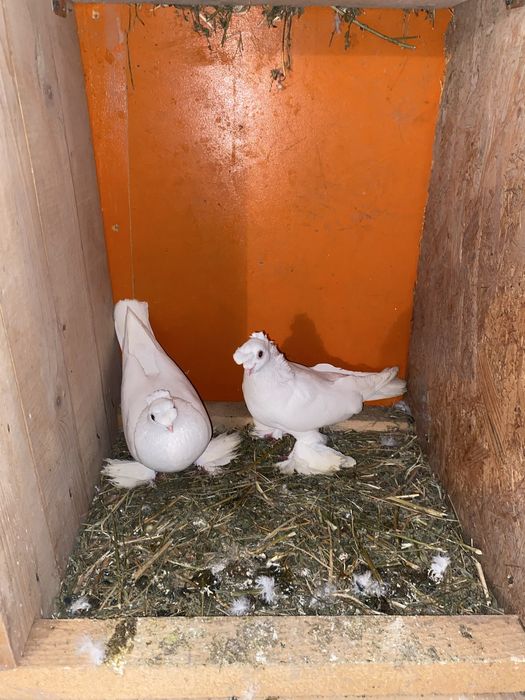 Голуби, кептер оптом по штучно