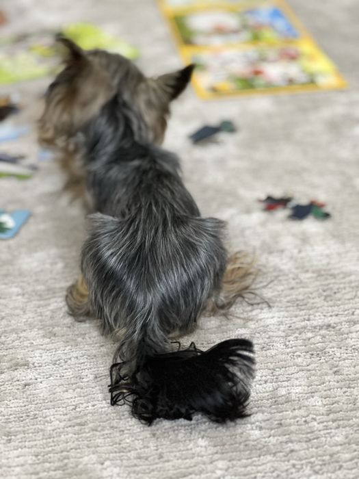 Алматы Продам девочку йорка, мимиминечка..