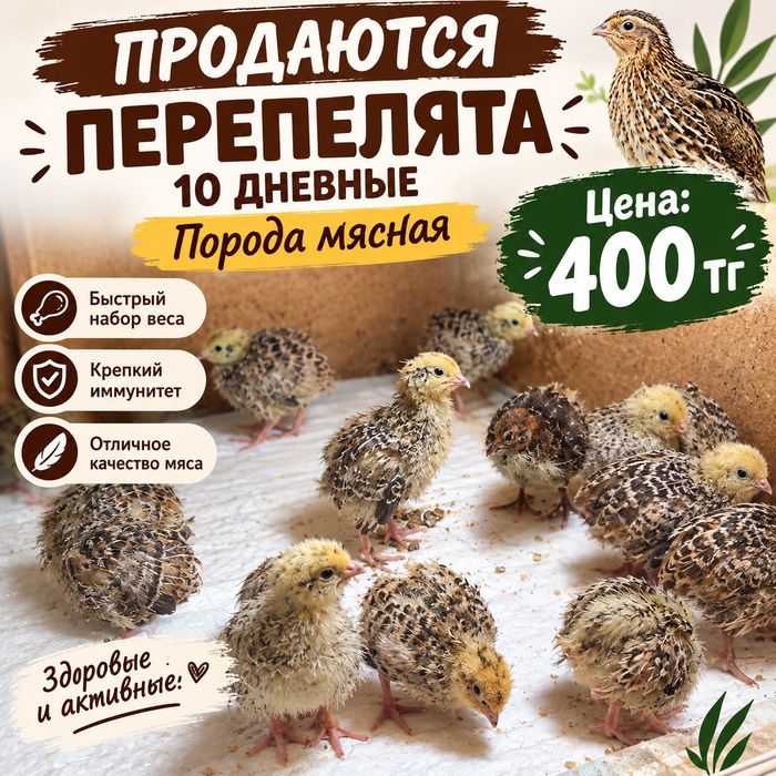 10 дневные перепелята